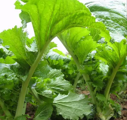 叶菜类蔬菜简介(一) 25种