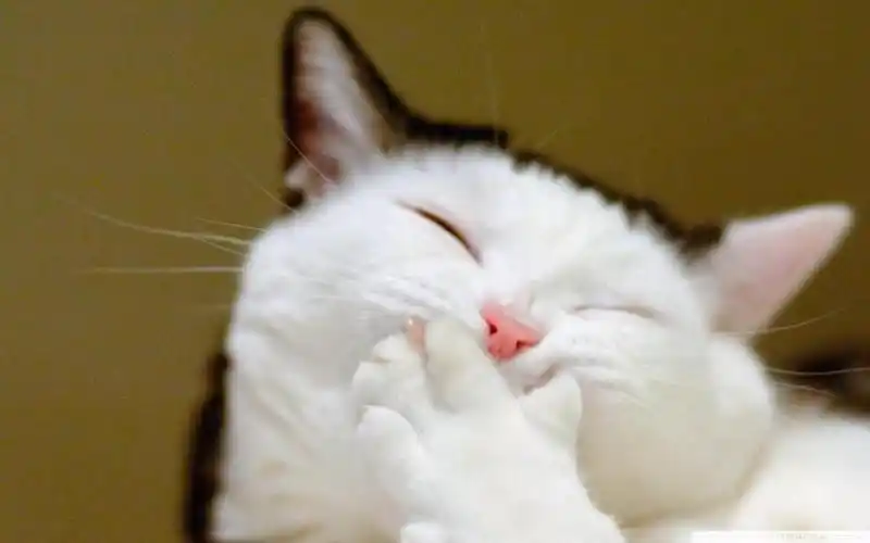 偷偷笑的小猫猫可爱卖萌壁纸