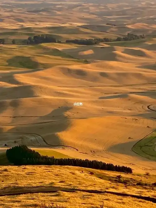 夕阳下的华州东部帕卢斯palouse麦田