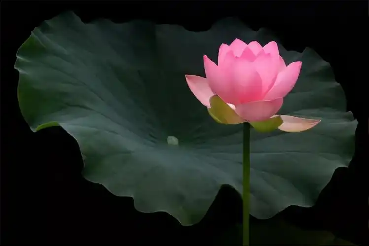 旧题材拍出新意?掌握这几招,拍出超有意境的荷花作品