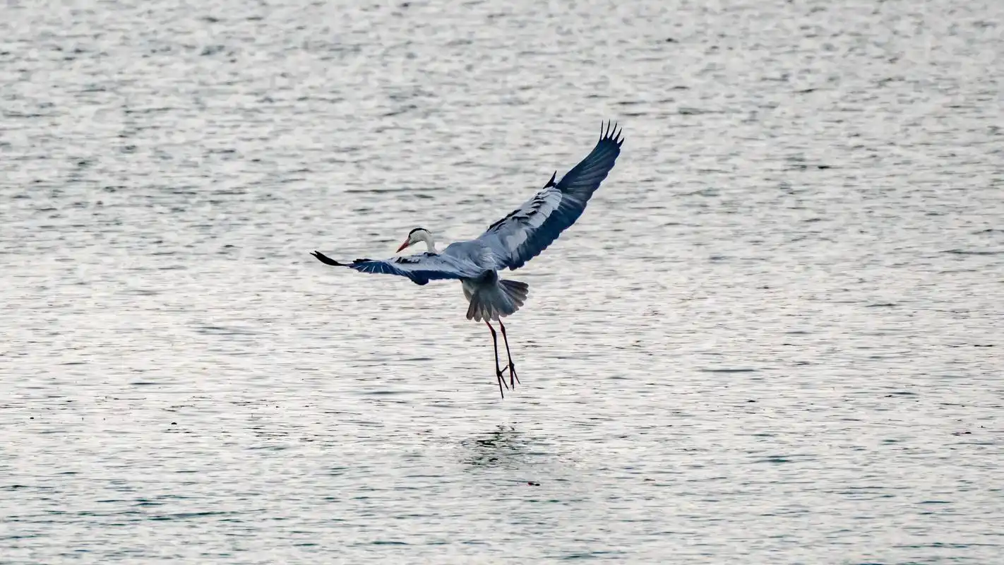 蜻蜓点水.为了拍摄这张照片守了一个下午,能拍到也是值了#蜻蜓 - 抖音
