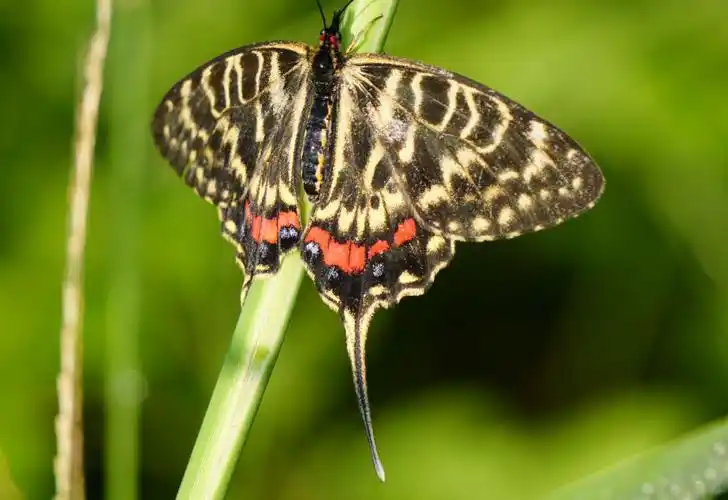 丝带凤蝶雌雄异型,深色为雌性