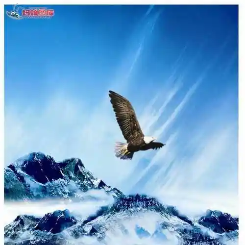 雄鹰展翅飞324头像