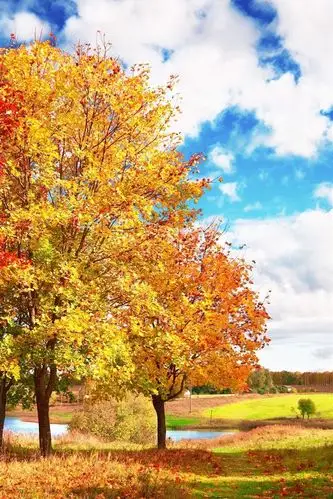 壁纸 美丽的秋天,树木,黄叶,白云 2880x1800 hd 高清壁纸, 图片, 照片