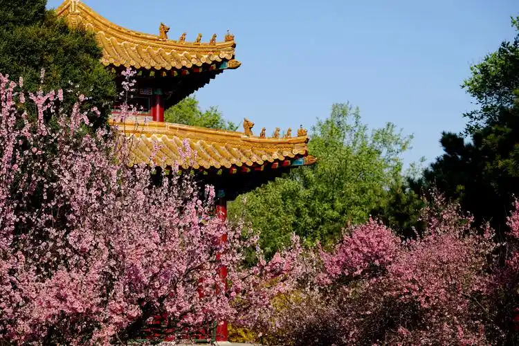 【宪芳摄影】2020昭陵之春