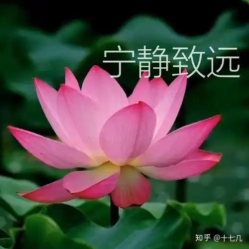 为什么很多中年妇女喜欢用荷花莲花荷塘图片做头像