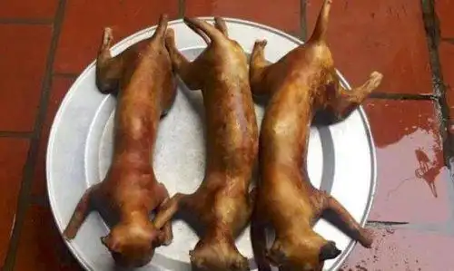 猫肉能吃吗能吃但是最好不要吃吃猫对人的身体有害