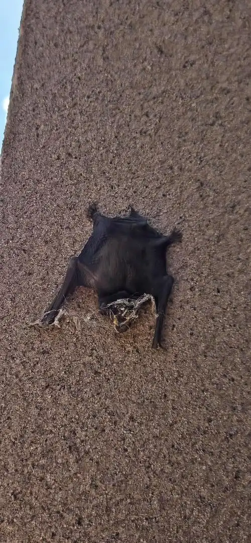 捡到一只可爱的蝙蝠宝宝已经放生了(害怕的不要进来)