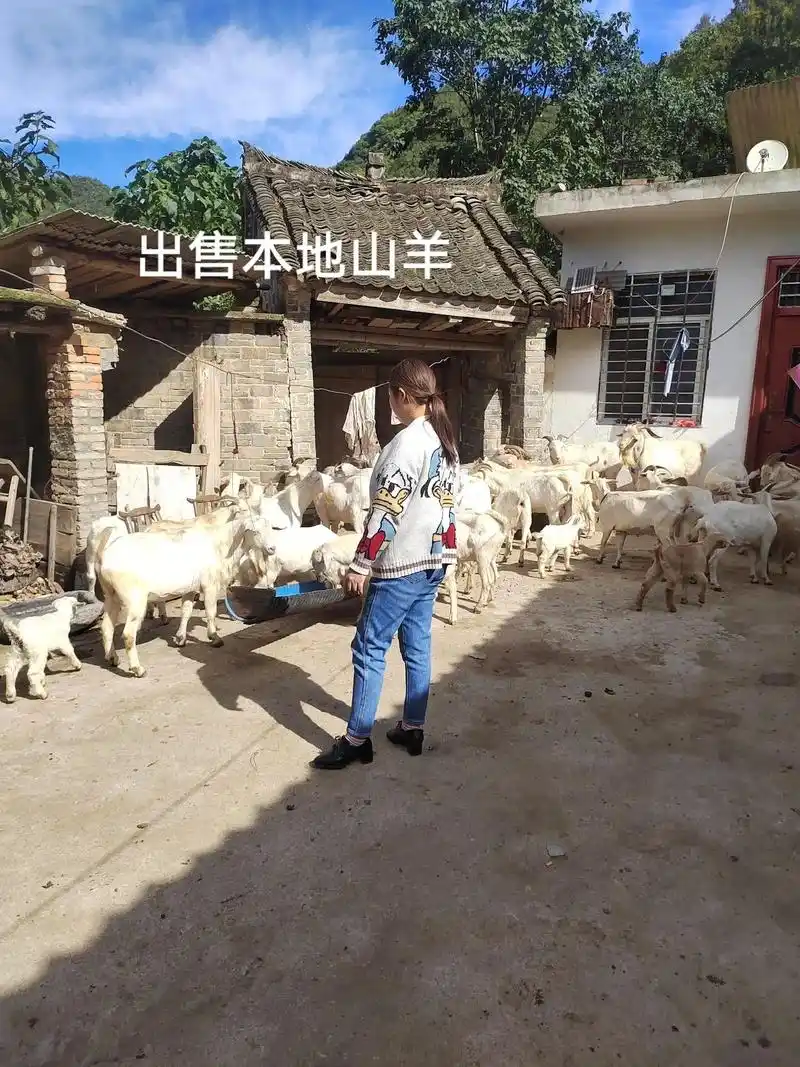 卖羊了,卖羊啦,本地山羊,体重都在100斤以上,有意者请与1 - 抖音