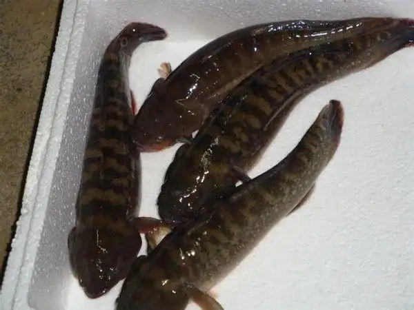 塘鳢科 eleotridae      乌塘鳢属 bostrychus      鱼类 下图为