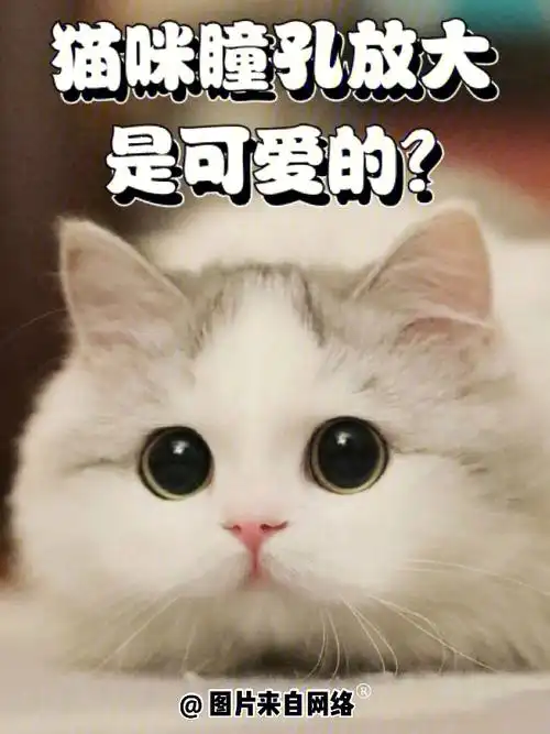 96网络上有很多可爱猫咪的图片,朋友圈也很多晒猫狂徒,但大部分被