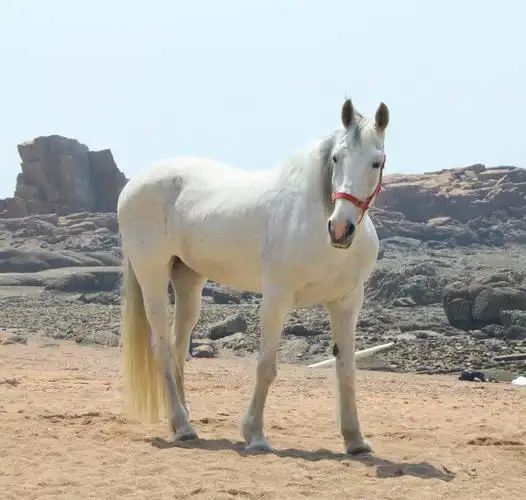 手机图集 大白马__财经头条