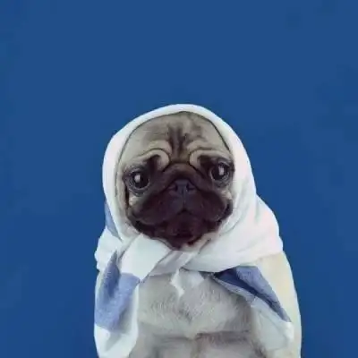 逗比狗狗图片大全 狗狗搞笑头像图片大全 - 微信头像 - 52图