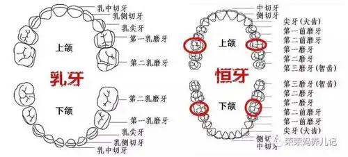 磨牙和第二乳磨牙(左图所示),3岁阶段的窝沟封闭封的就是这上下8颗牙
