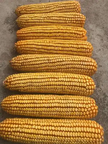 选红轴大穗玉米,就认湖北省种子集团