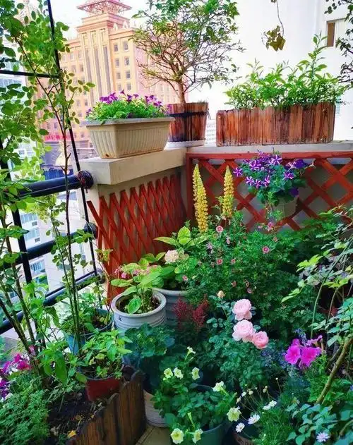 用一年时间把家里12㎡阳台打造成天天都有花看的空中小花园