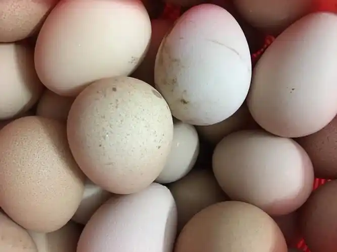 珍珠鸡蛋的蛋壳厚,个头小,呈锥形,蛋清纯白,蛋黄多是鲜艳的橙红色.