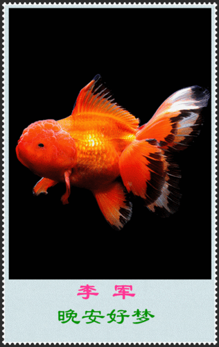 600_950竖版 竖屏gif 动态图 动图