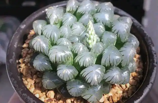 春季是玉露开花的旺季,怎样处理花剑比较好