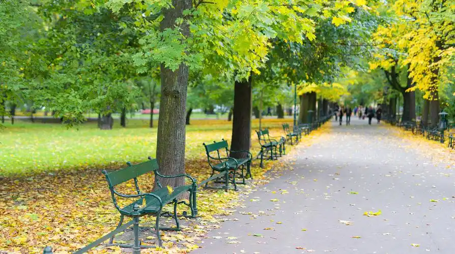 公园的绿色长凳公园的绿色长凳反对树的背景