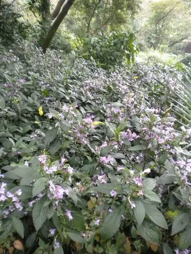 南板蓝根的主治