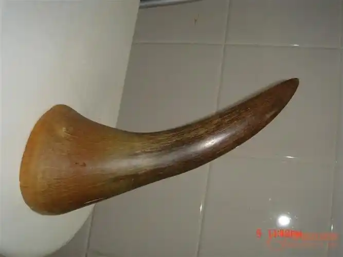 犀牛角的功效与作用(犀牛角治什么病最有效)