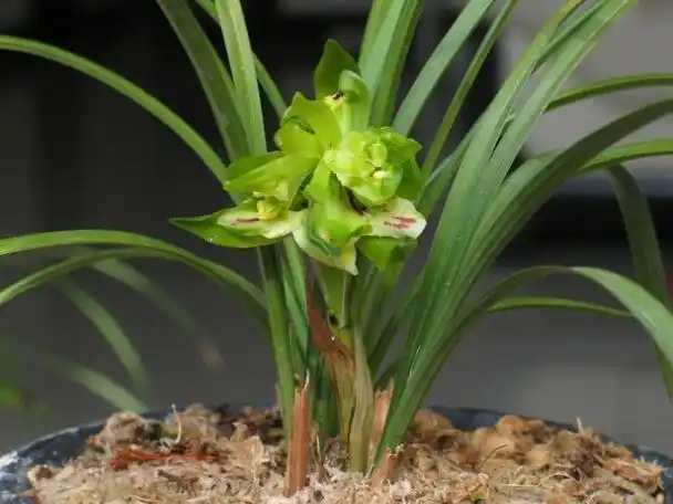 梅兰竹菊被称为四君子,而兰花就是四君子之一,兰花之所以名贵,是因为