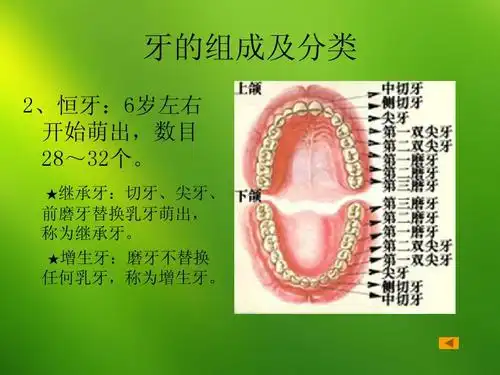 1,牙的组成及分类,功能,萌出ppt