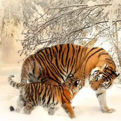 威猛的老虎美图头像