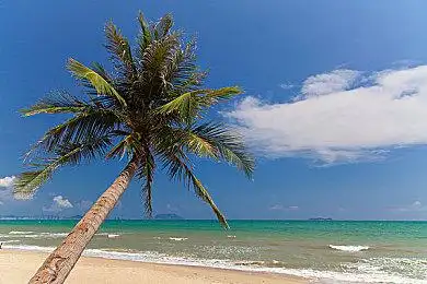 海边椰子树_图片大全—全景创意图库(quanjing.