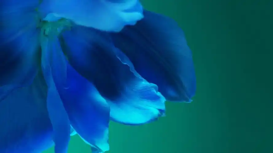 华为p40官方内置高清桌面壁纸_高清壁纸_壁纸下载_美桌网