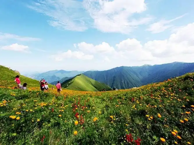 东台亚高山草甸
