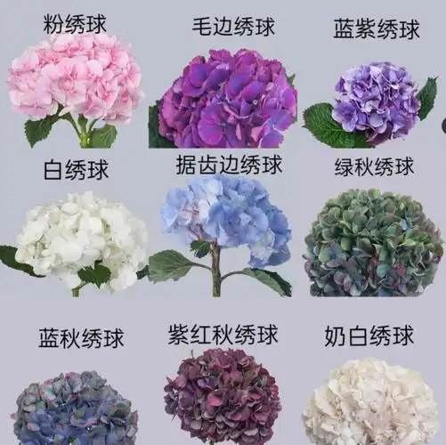 花材分享绣球