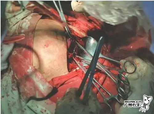 未见过女人生bb的请入来