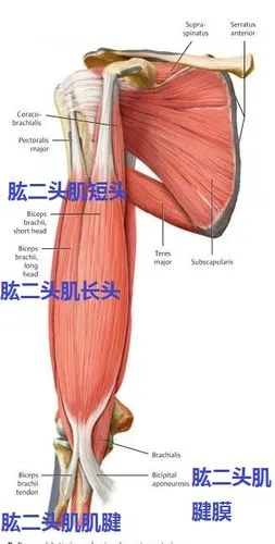 肱二头肌长头以细长的肌腱经肩关节囊内起于关节盂上部的盂上结节及