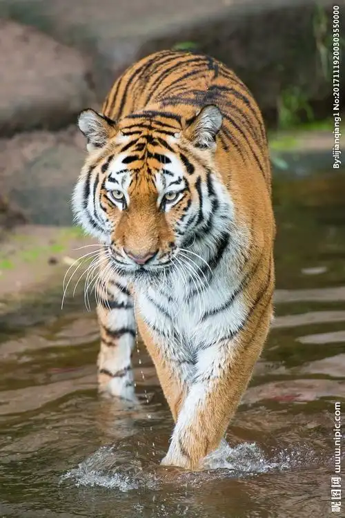 高清大老虎图片摄影图__野生动物_生物世界_摄影图库_昵图网nipic.com