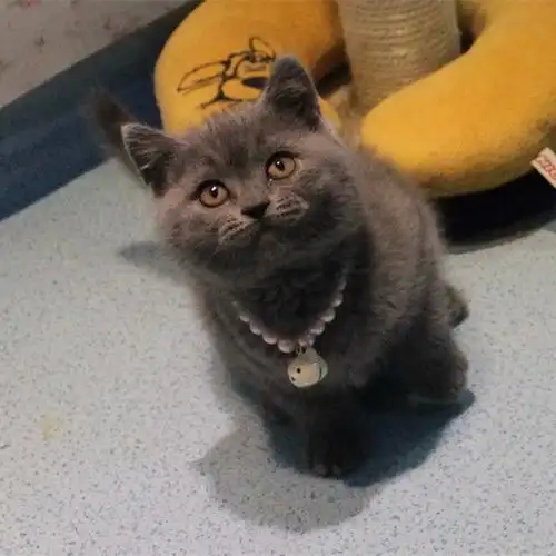 英国短毛猫纯种蓝猫宠物活体发财猫英短幼猫深蓝色波斯猫小猫