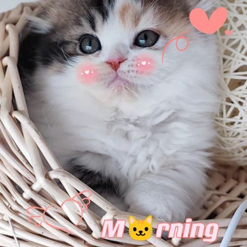 超萌幼猫三花拿破仑矮脚猫长毛猫 可爱萌宠妹妹【15天内发货】