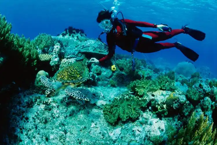 加上海底珊瑚礁保存十分完好,可以说三亚是目前国内最佳的潜水胜地之