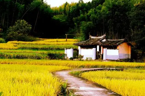 美丽乡村,金色碓头