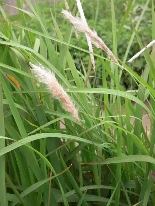 每日一学草药5:白茅根