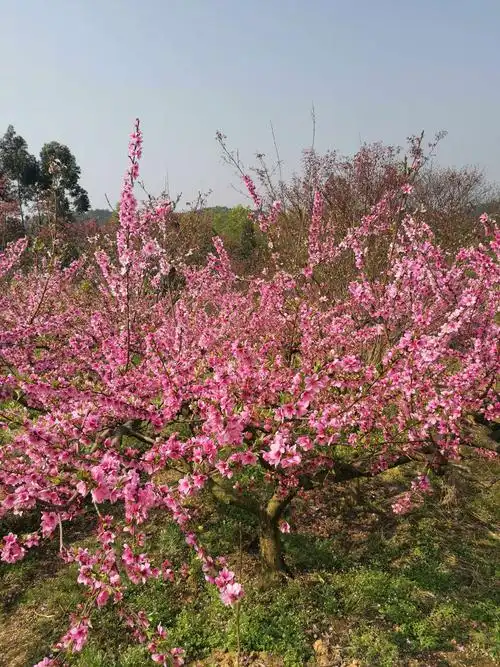 三月的最后三天,终于去了趟心心念念的桃花山,看看桃花,果然,风景和我