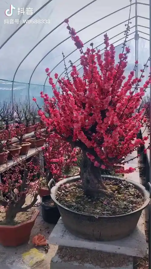 红梅绿梅朱砂梅乌梅骨里红宫粉梅