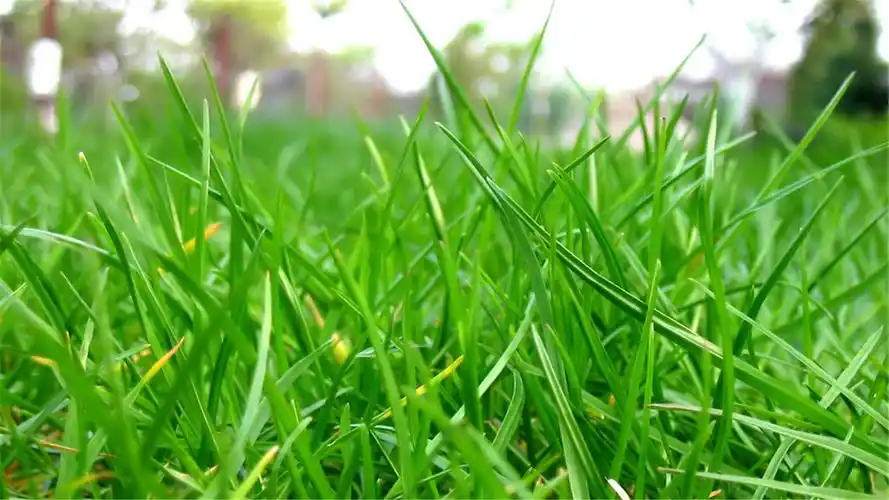 好看的桌面壁纸电脑桌面壁纸软件