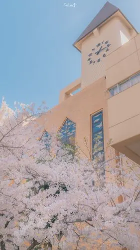 风景壁纸东京ins风樱花