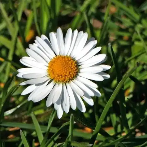 2021最美微信头像小花朵