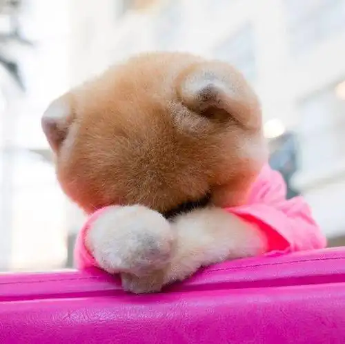 太可爱啦~_手机搜狐网