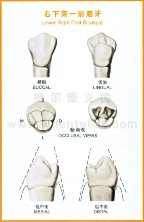 右上第二前磨牙右下第二前磨牙右上第一磨牙右下第一磨牙右上第二磨牙