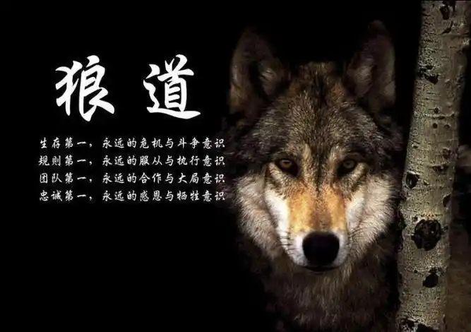 胜咖啡吧台领班王帅:《狼图腾》故事中讲到的几十只草原狼,它不再是