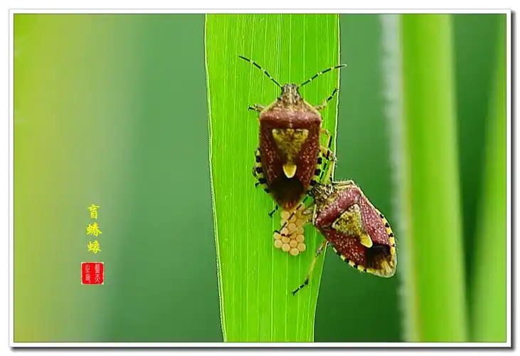 【首发】绿叶上的恋情·盲蝽蟓